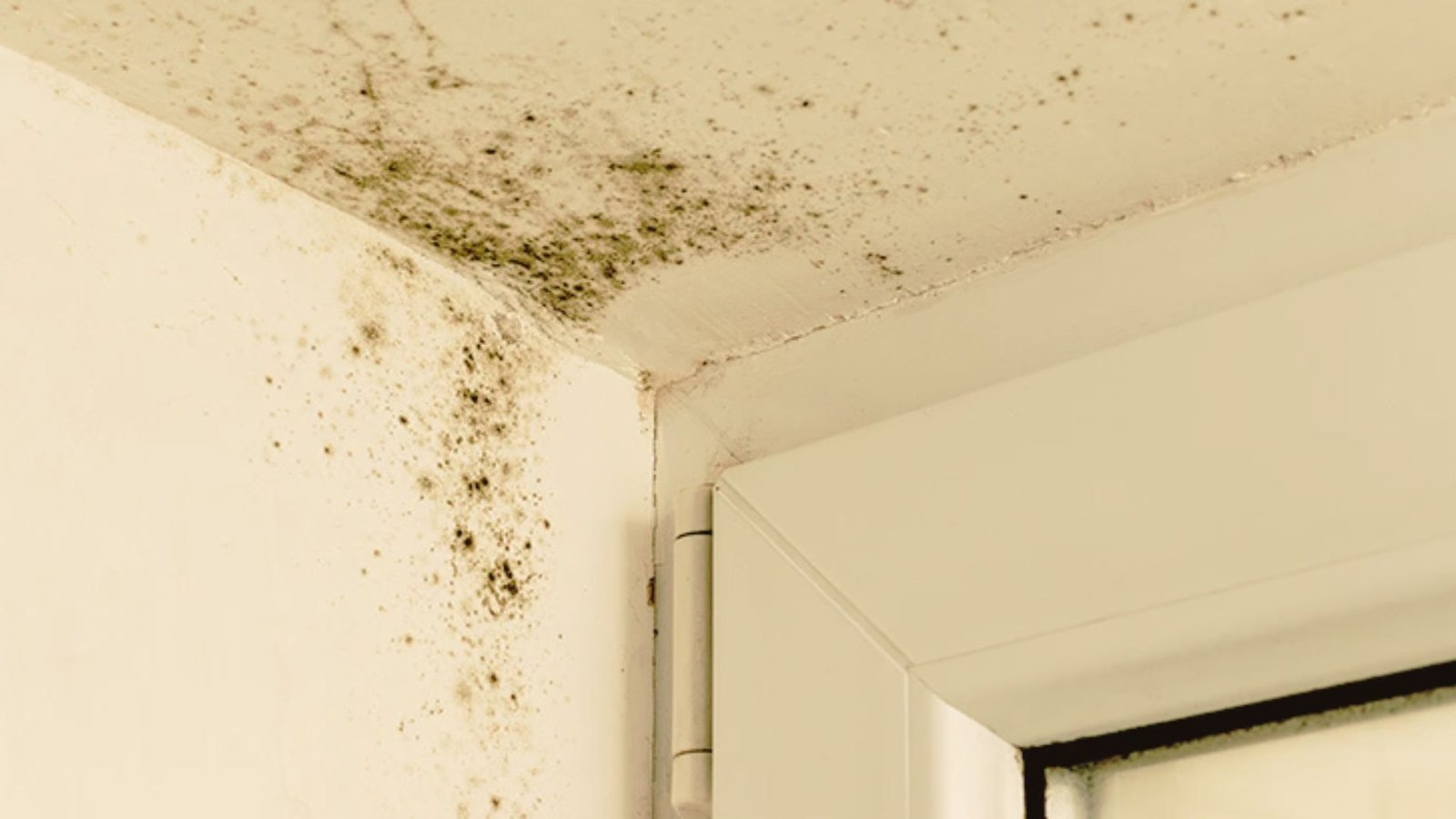 Close-up of mold growing underneath cracked paint on a wall.