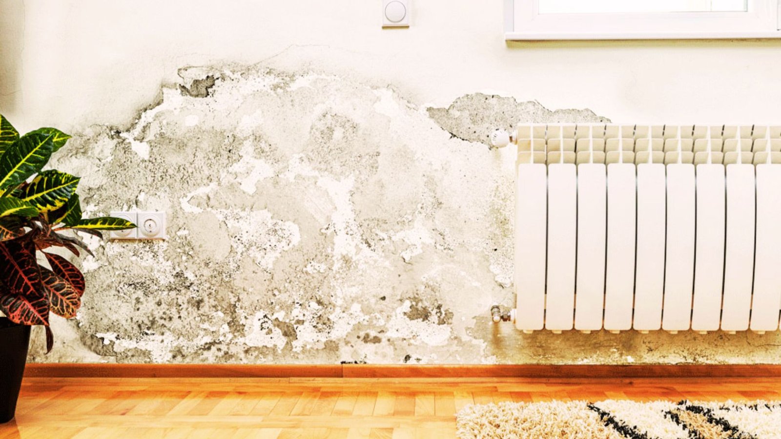 Image showing the mold on the wall.