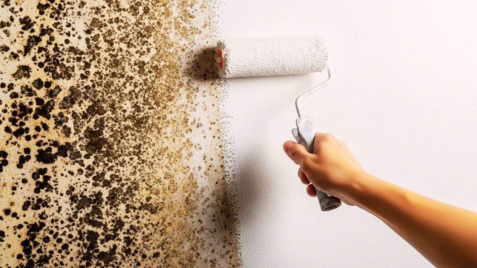 Homeowner painting over mold on an interior wall with peeling paint and moisture damage.